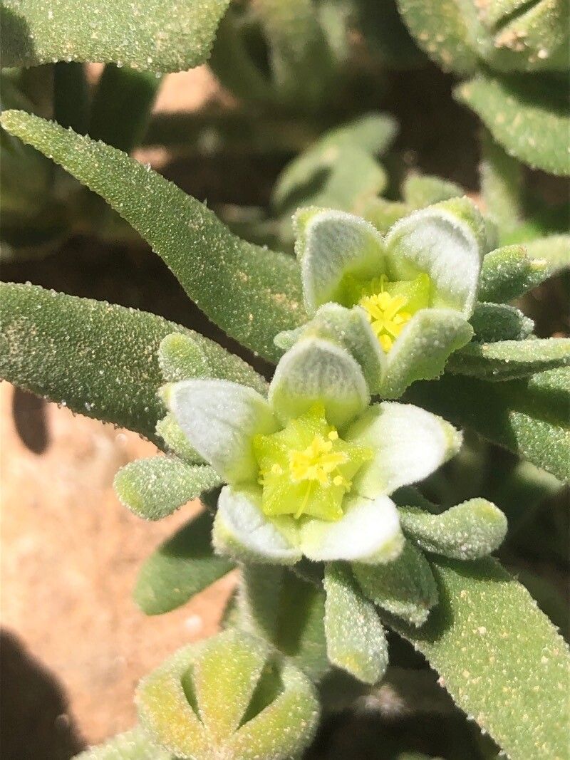 Aizoanthemopsis hispanica flower