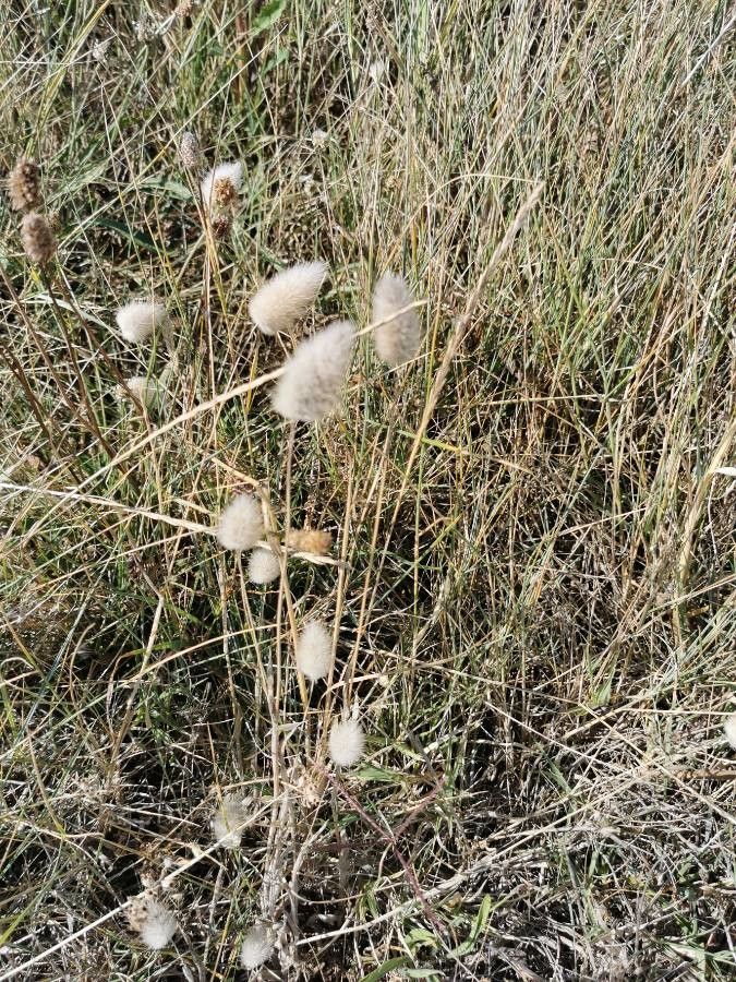 Armeria multiceps habit