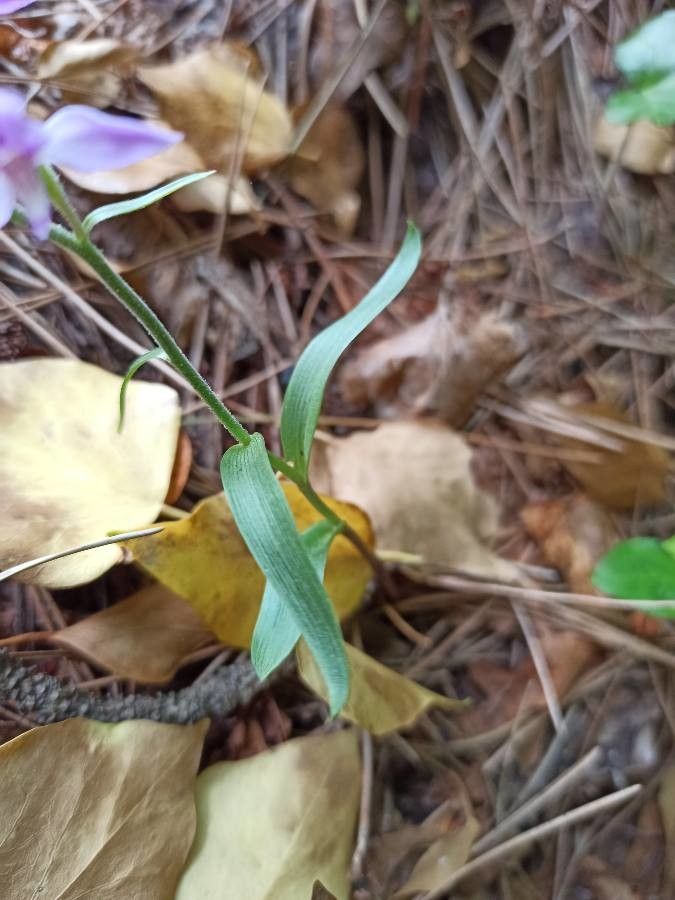 Cephalanthera rubra leaf