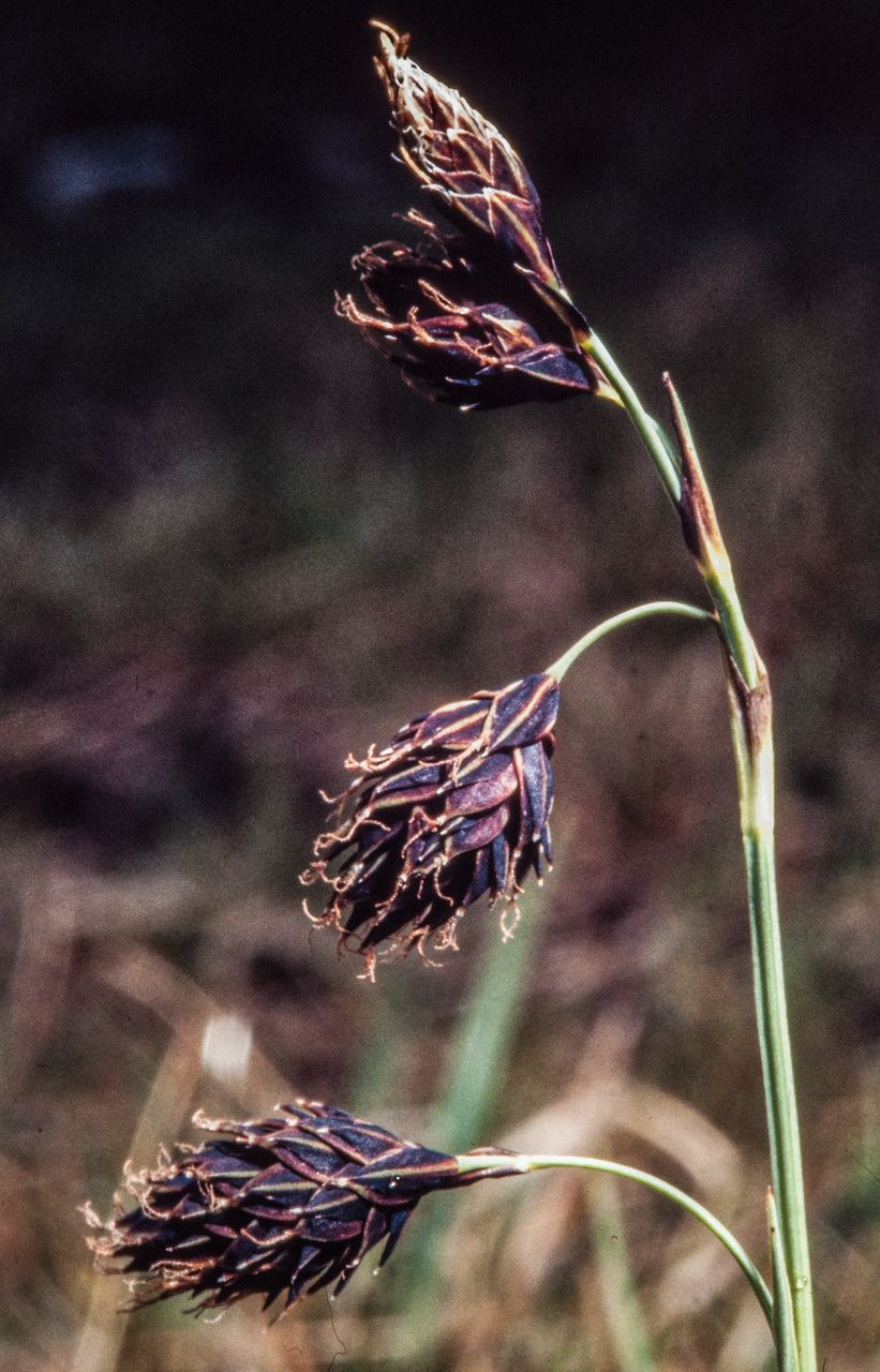 Carex atrofusca fruit