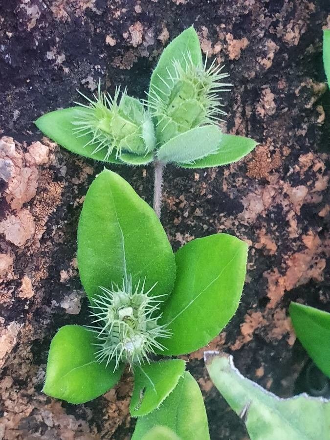 Blepharis maderaspatensis — search result for 'Acanthaceae'