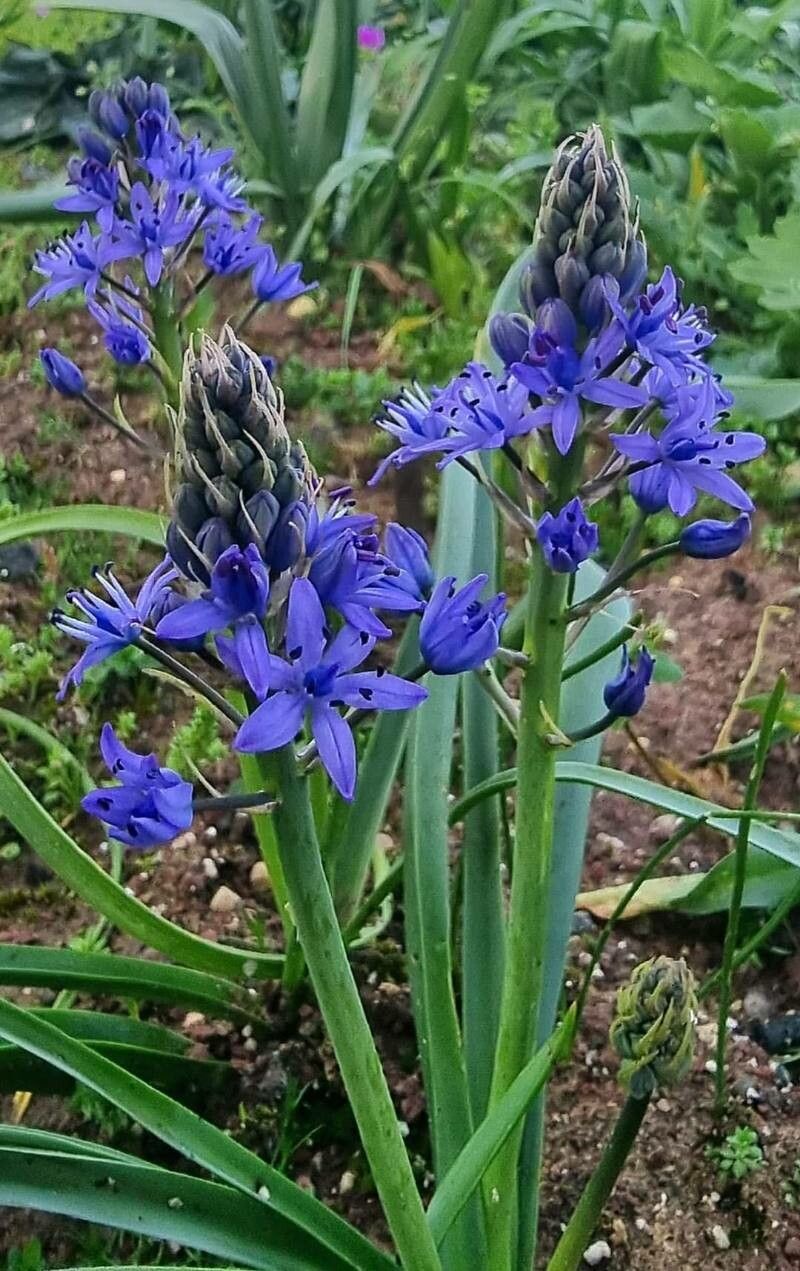 Scilla ramburei — search result for 'Scilla'