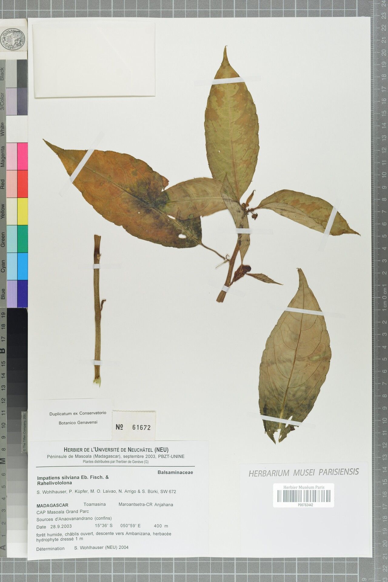 Impatiens silviana — houseplant care guide