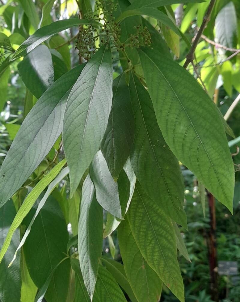 Callicarpa dolichophylla — search result for 'Callicarpa'