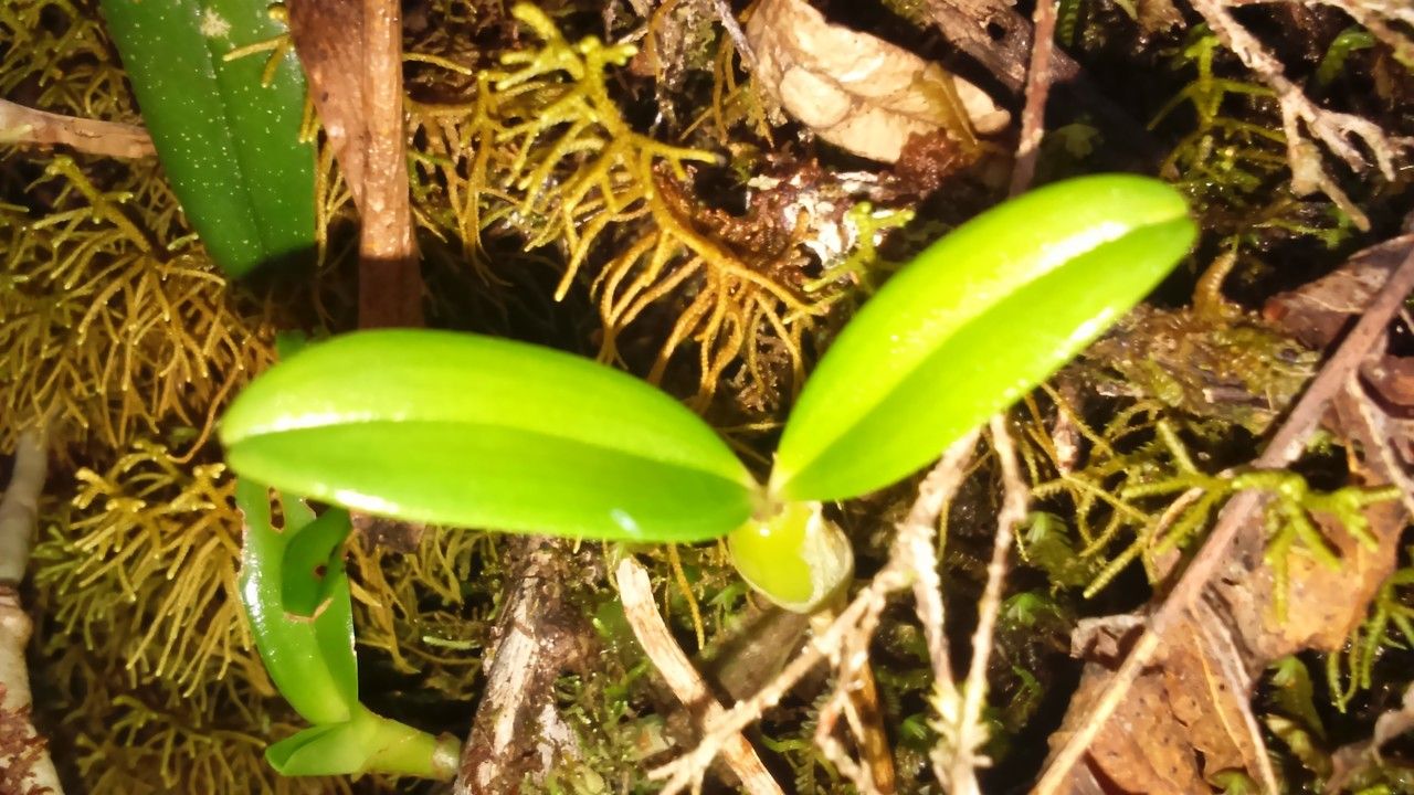 Bulbophyllum comorianum other