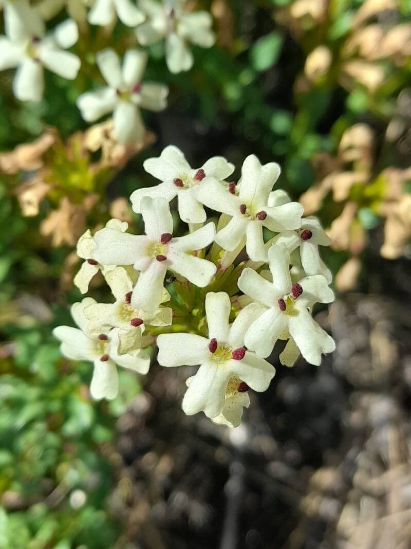 Verbena araucana flower