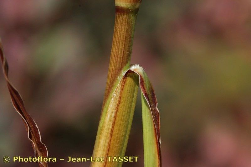 Hemarthria altissima fruit