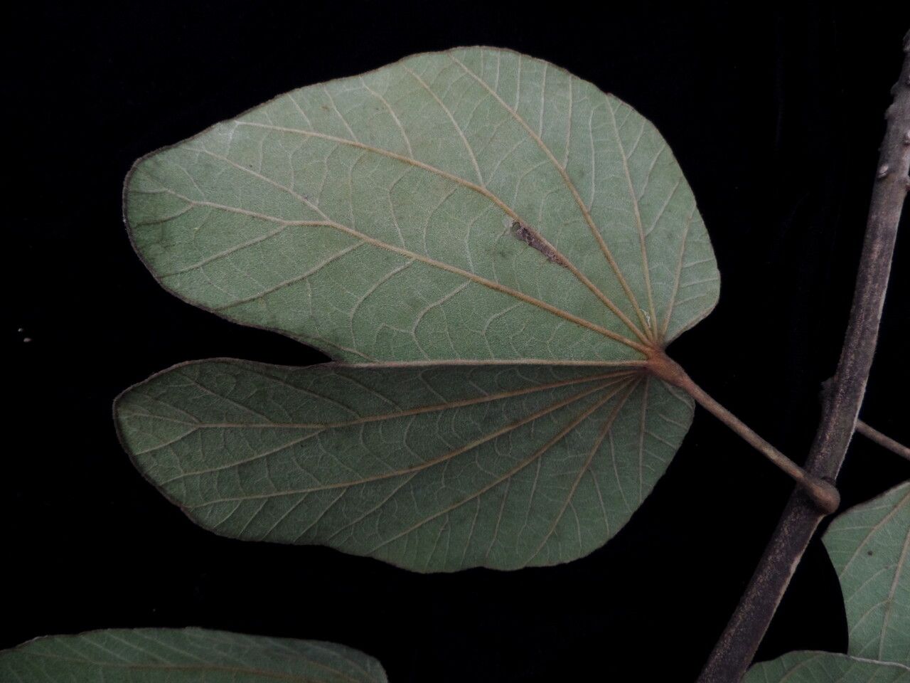 Phanera integrifolia habit