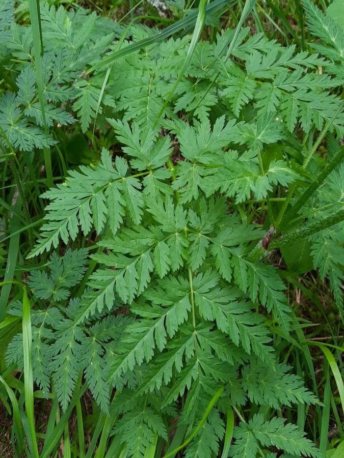 Chaerophyllum villarsii — search result for 'Chaerophyllum'