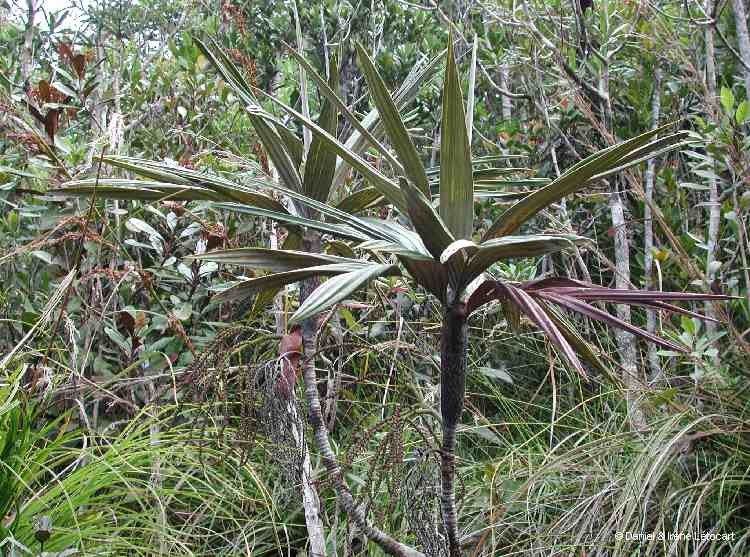 Basselinia vestita habit