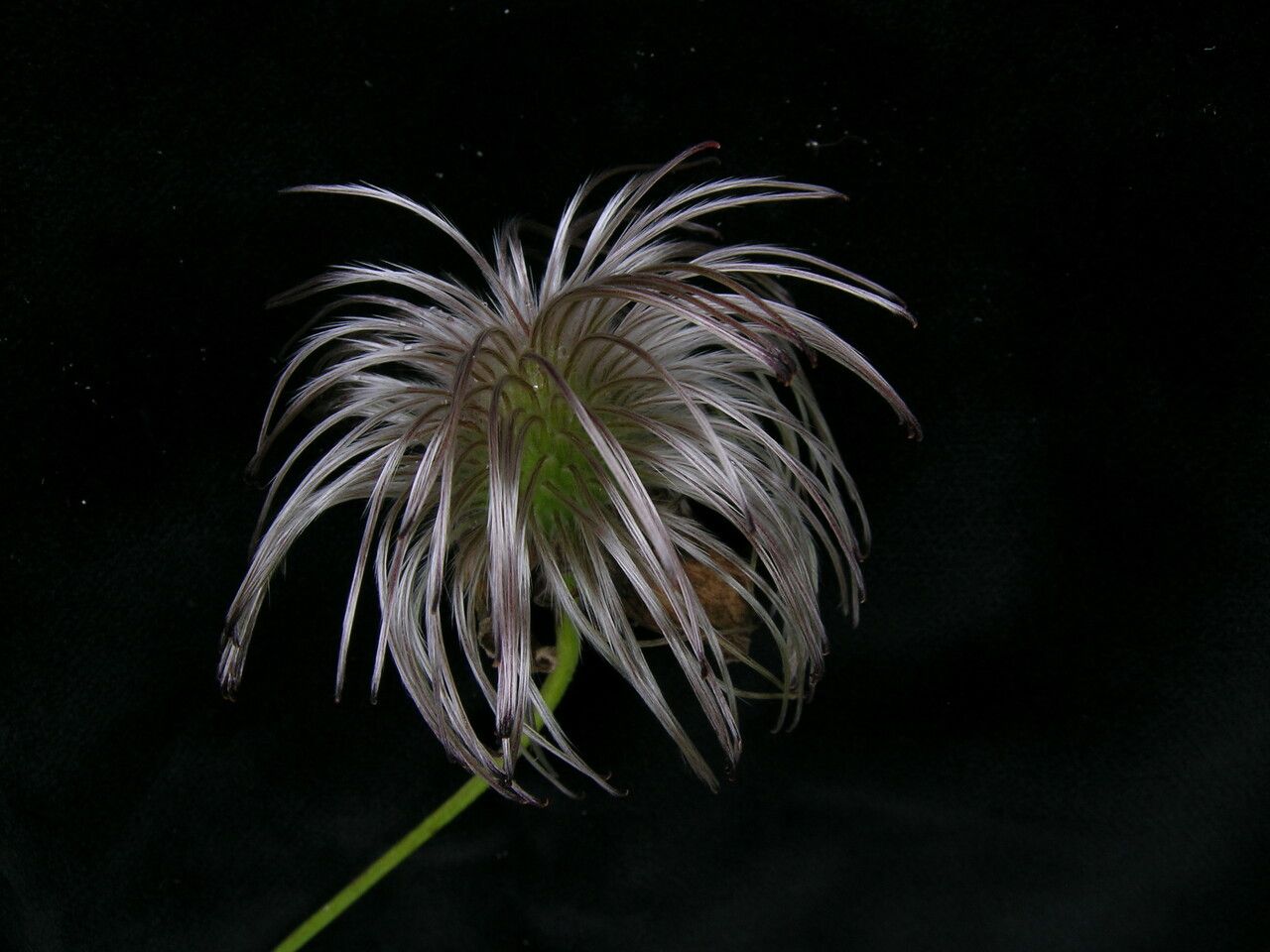 Clematis brevipes fruit