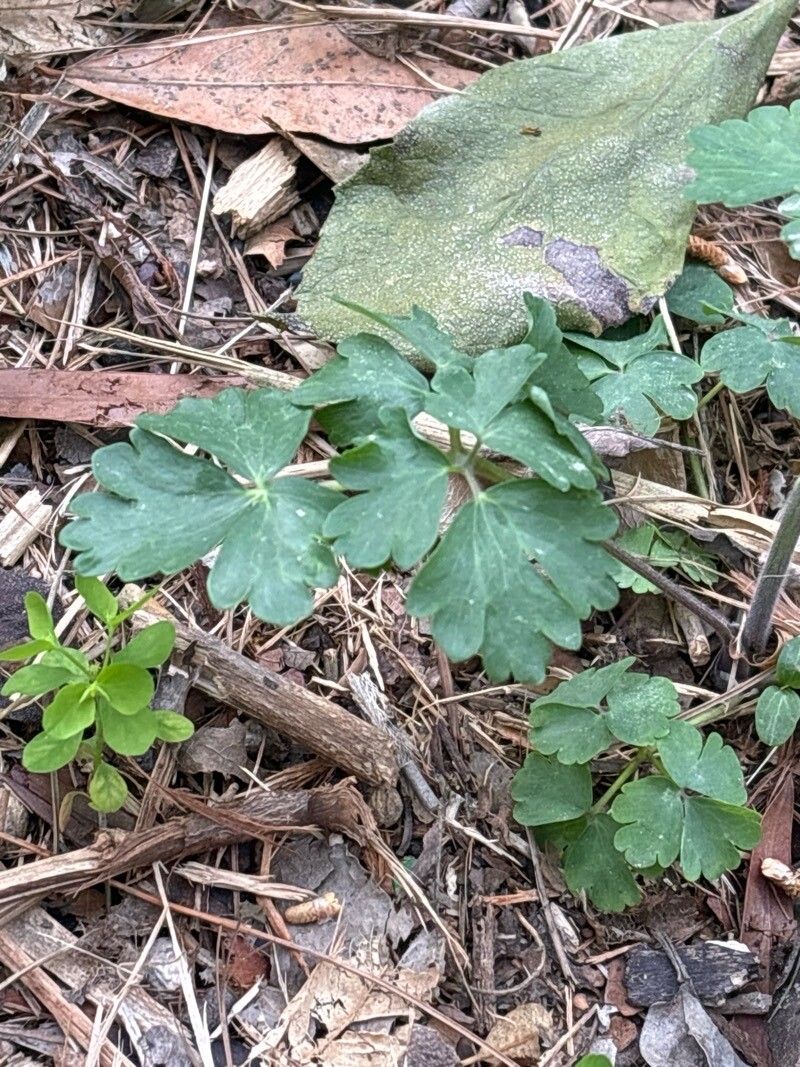 Aquilegia baluchistanica