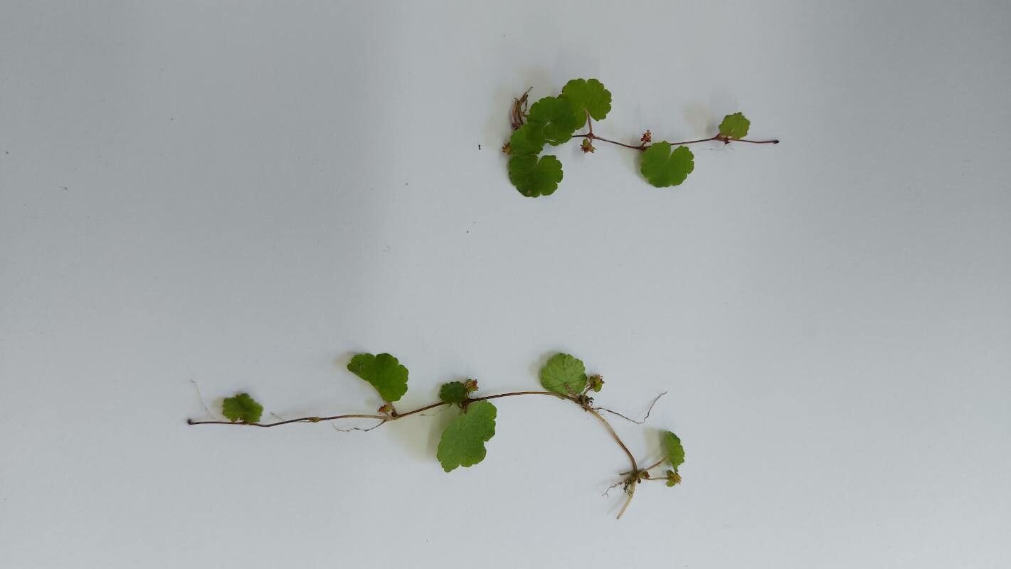 Hydrocotyle exigua — search result for 'Hydrocotyle'