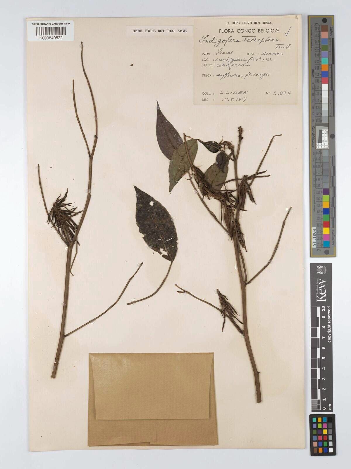 Indigofera tetraptera — houseplant care guide