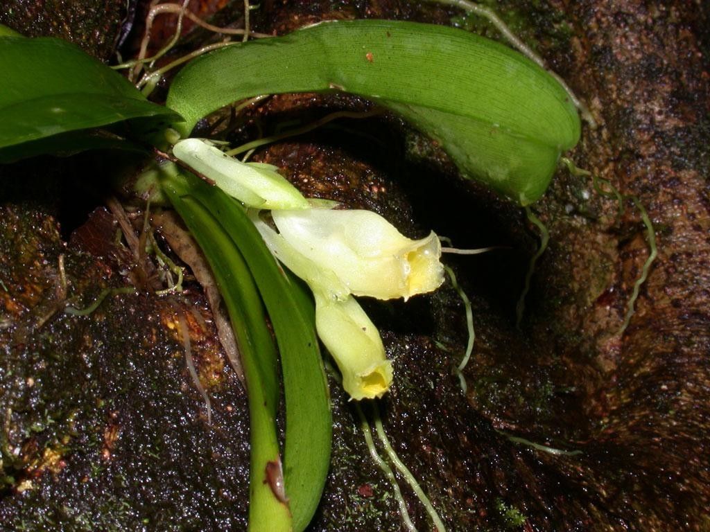 Rodriguezia compacta fruit