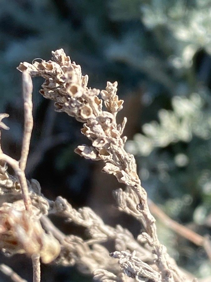 Artemisia caerulescens fruit