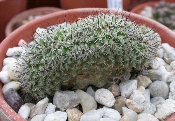 Cochemiea conoidea habit