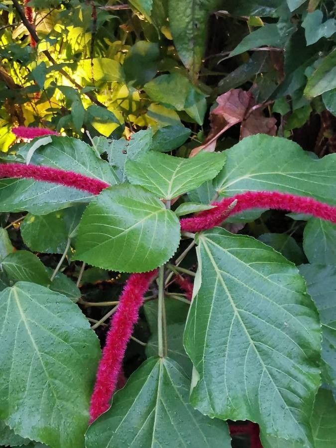 Acalypha macrostachya habit