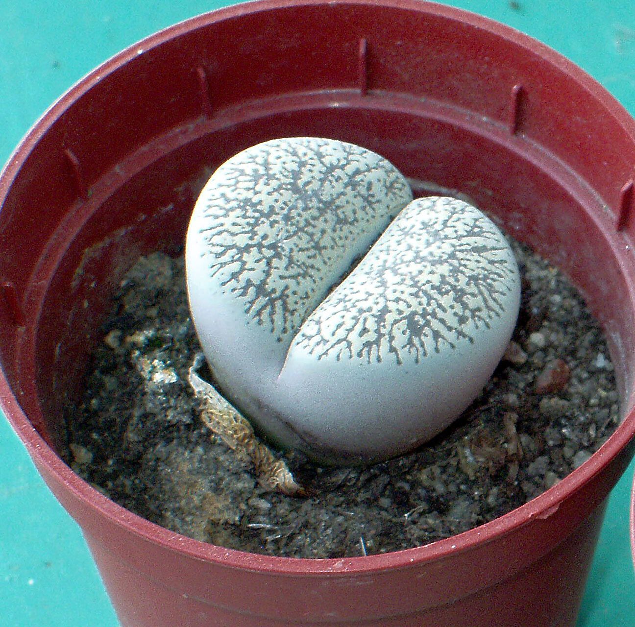 Lithops localis — search result for 'Aizoaceae'