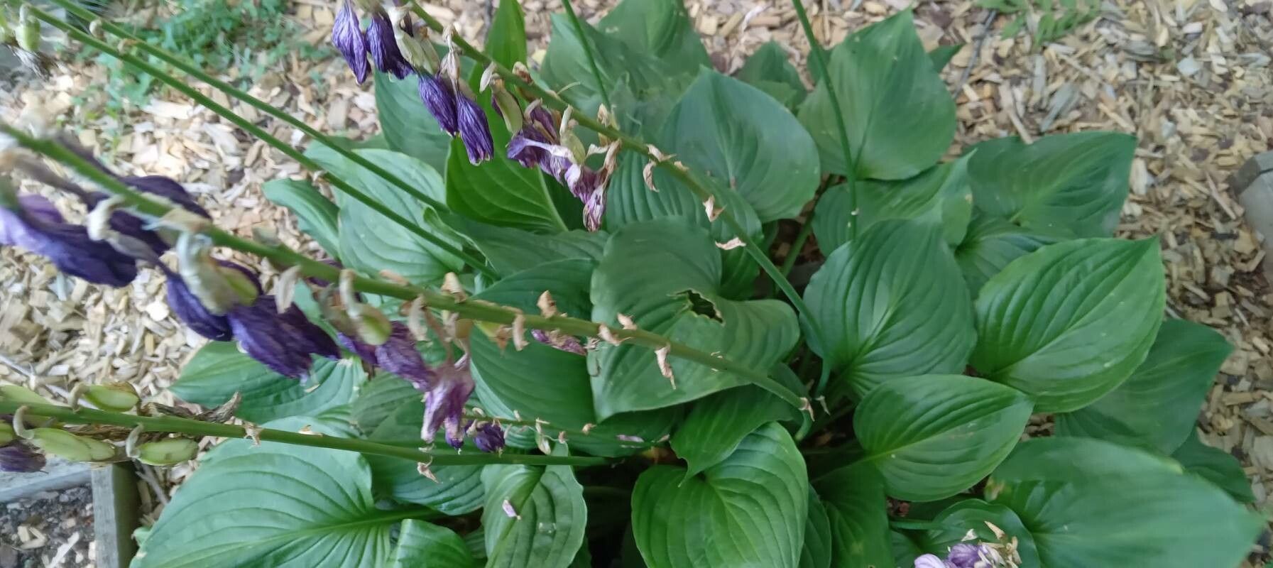 Hosta capitata habit