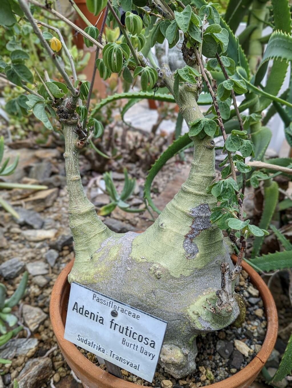 Adenia fruticosa bark