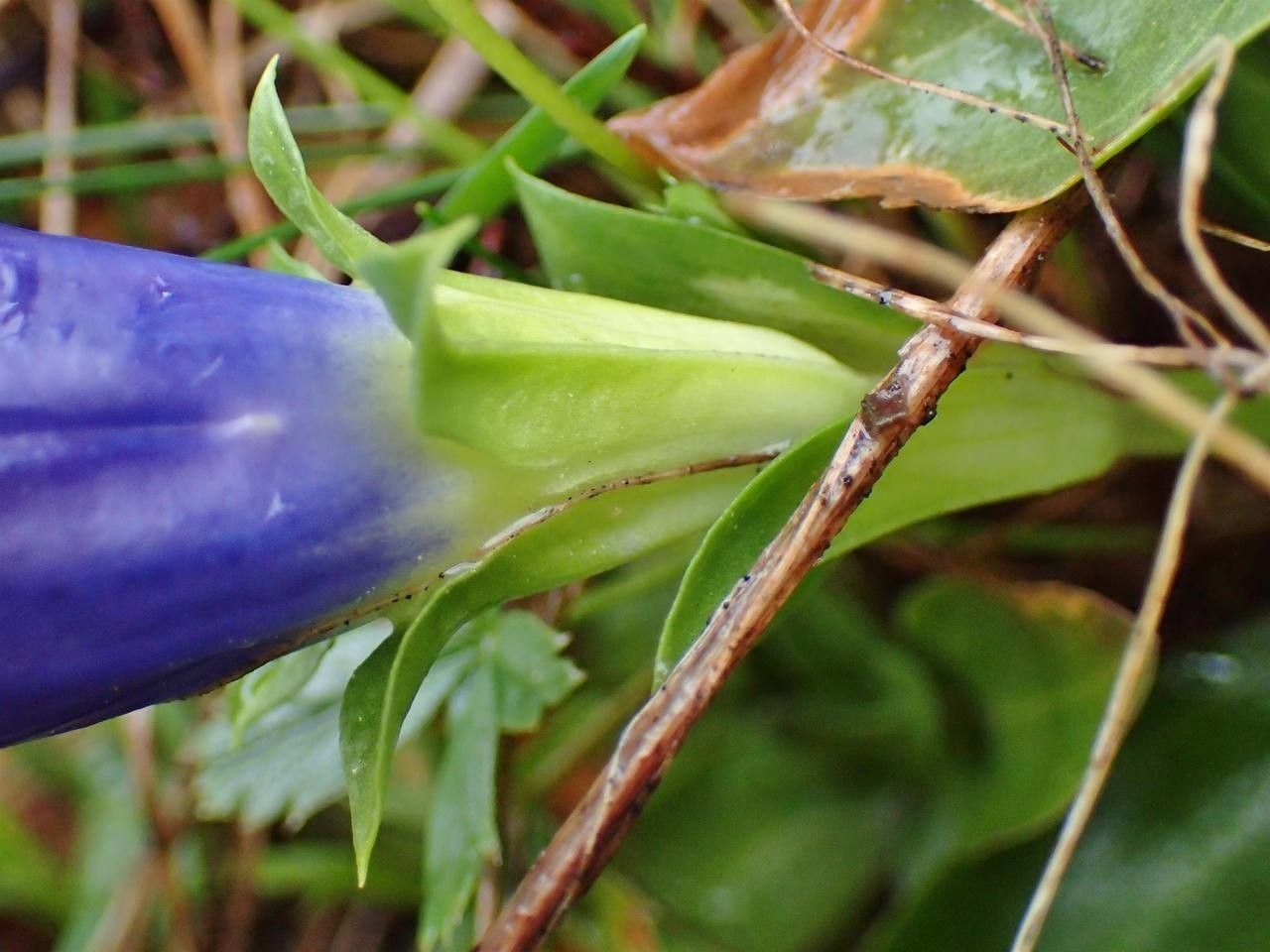 Gentiana acaulis fruit
