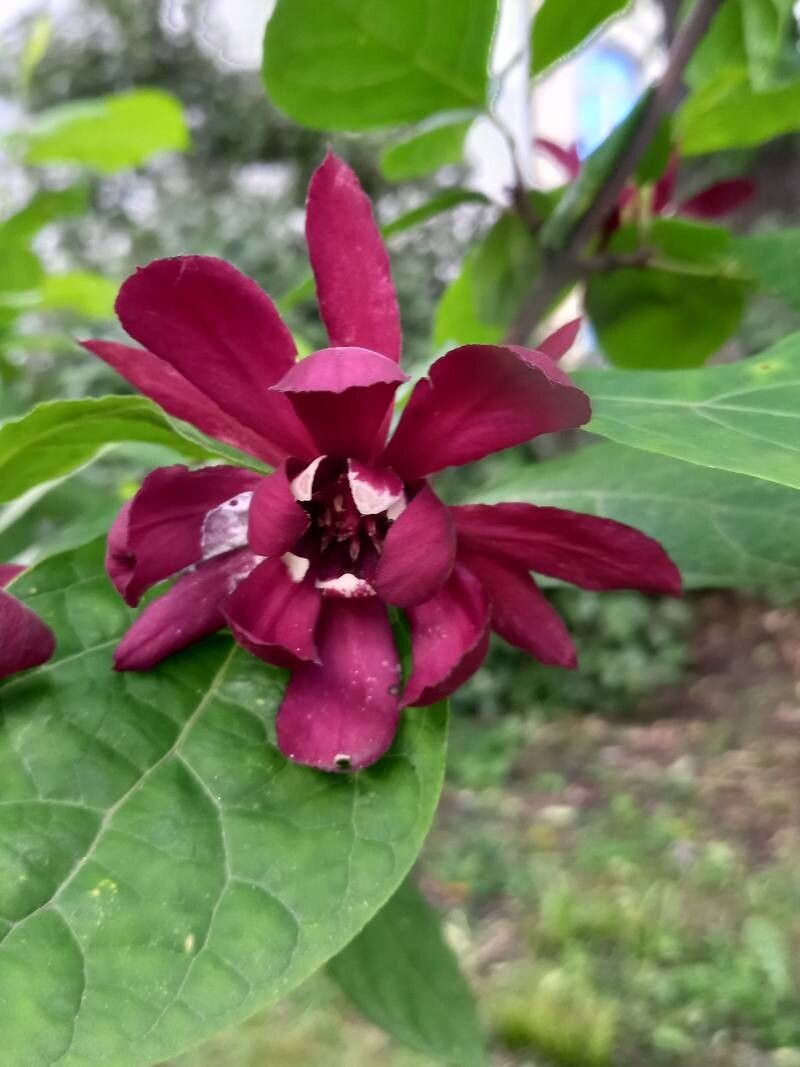 Calycanthus × raulstonii flower