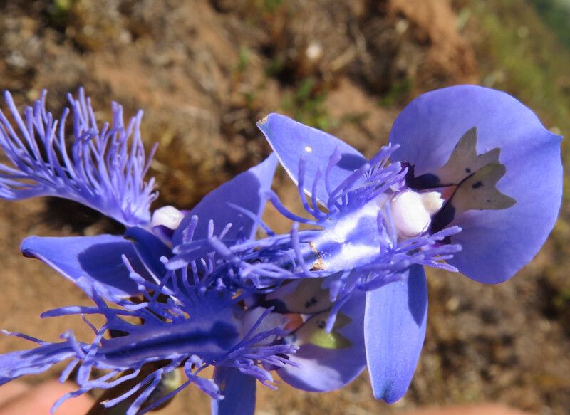 Disa baurii — houseplant care guide