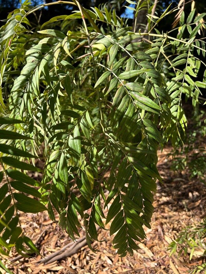 Acacia elata — houseplant care guide
