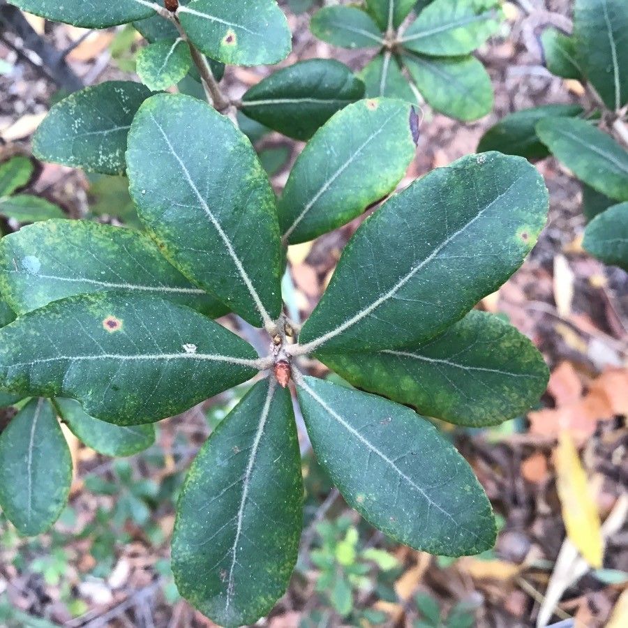 Quercus phillyreoides — houseplant care guide