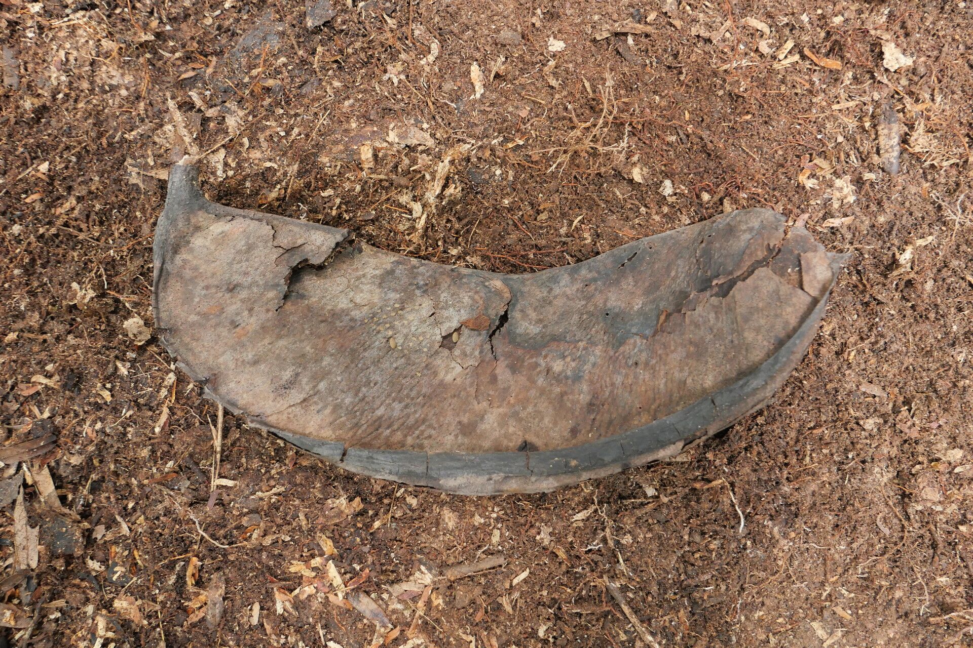 Brachystegia mildbraedii fruit