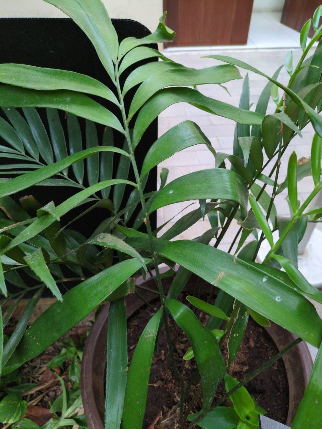 Zamia prasina leaf