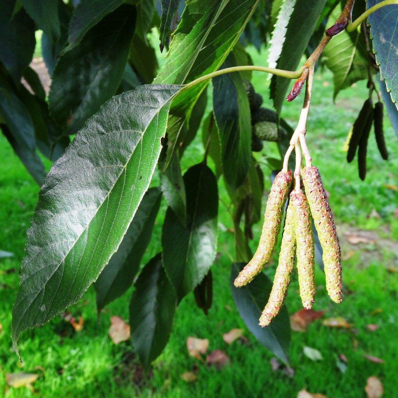 Alnus nitida fruit