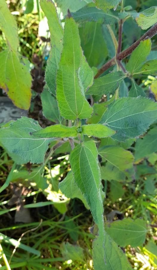 Aspilia silphioides leaf