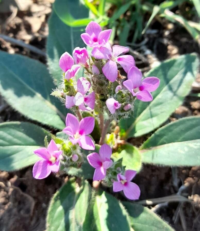 Stenandrium diphyllum — related species from the same genus