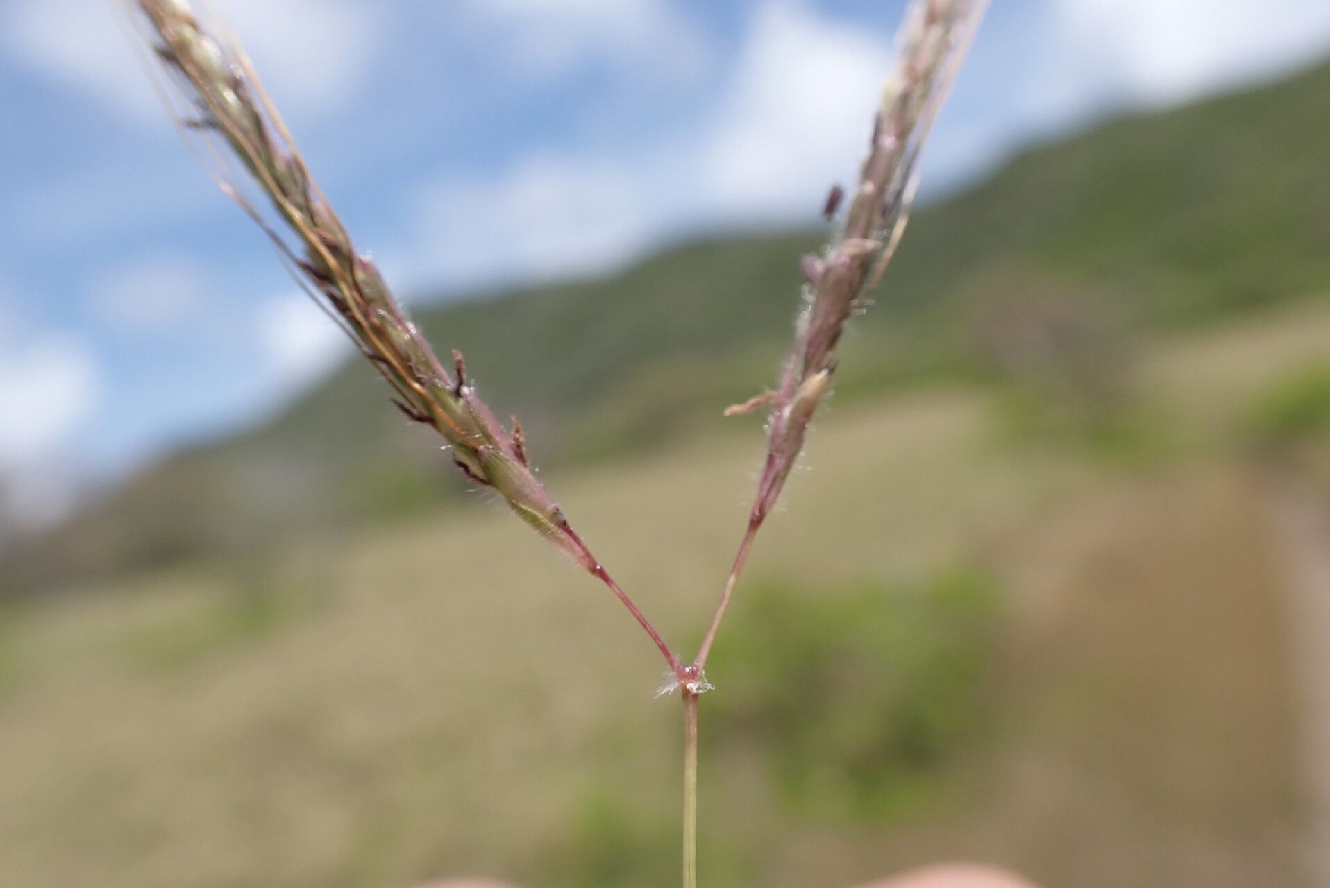 Dichanthium caricosum flower