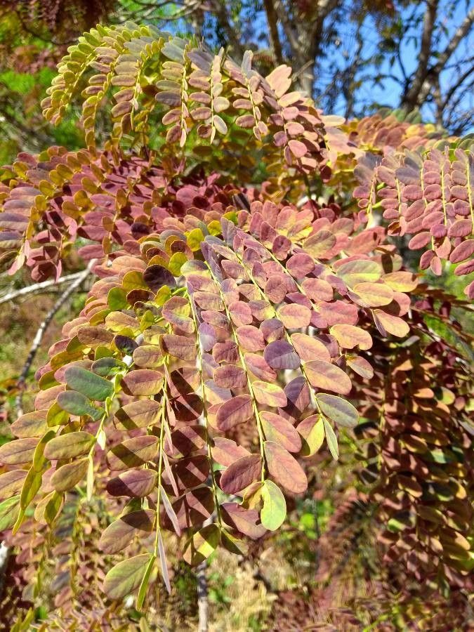 Stryphnodendron adstringens leaf