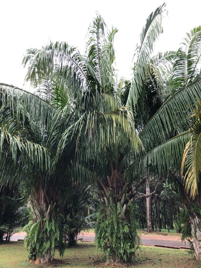 Attalea cohune habit
