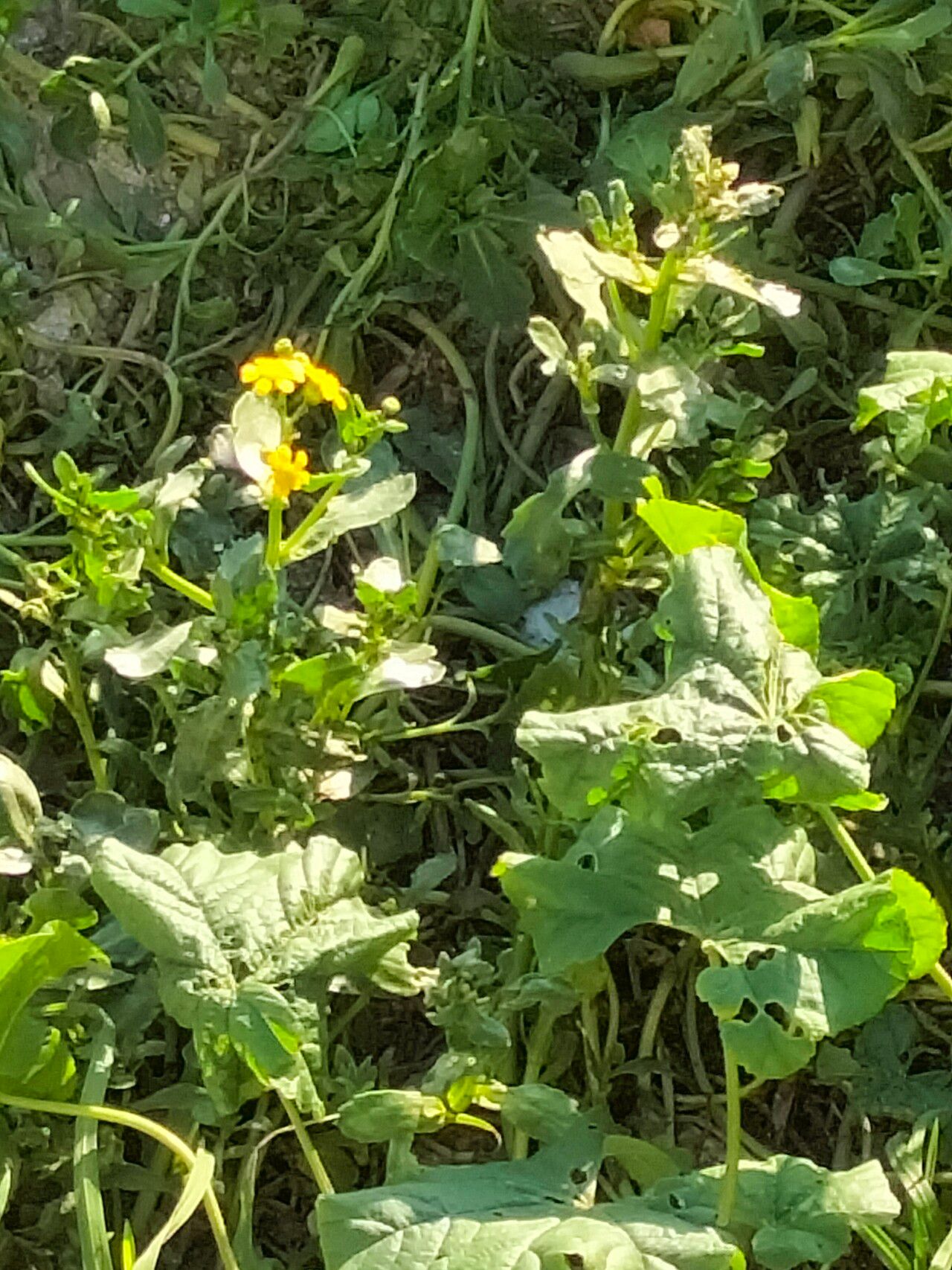 Senecio littoreus flower