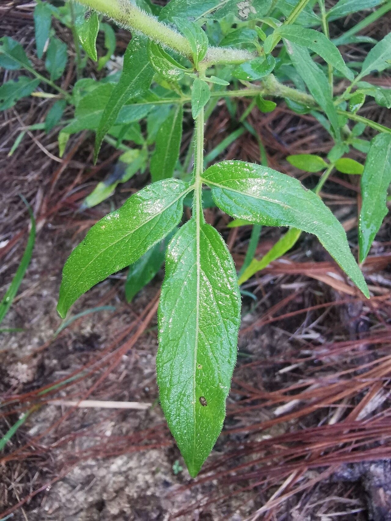 Solanum trifidum — houseplant care guide
