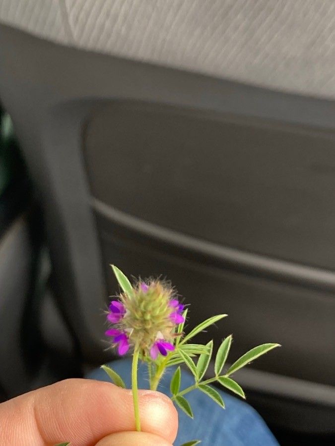 Dalea humilis flower