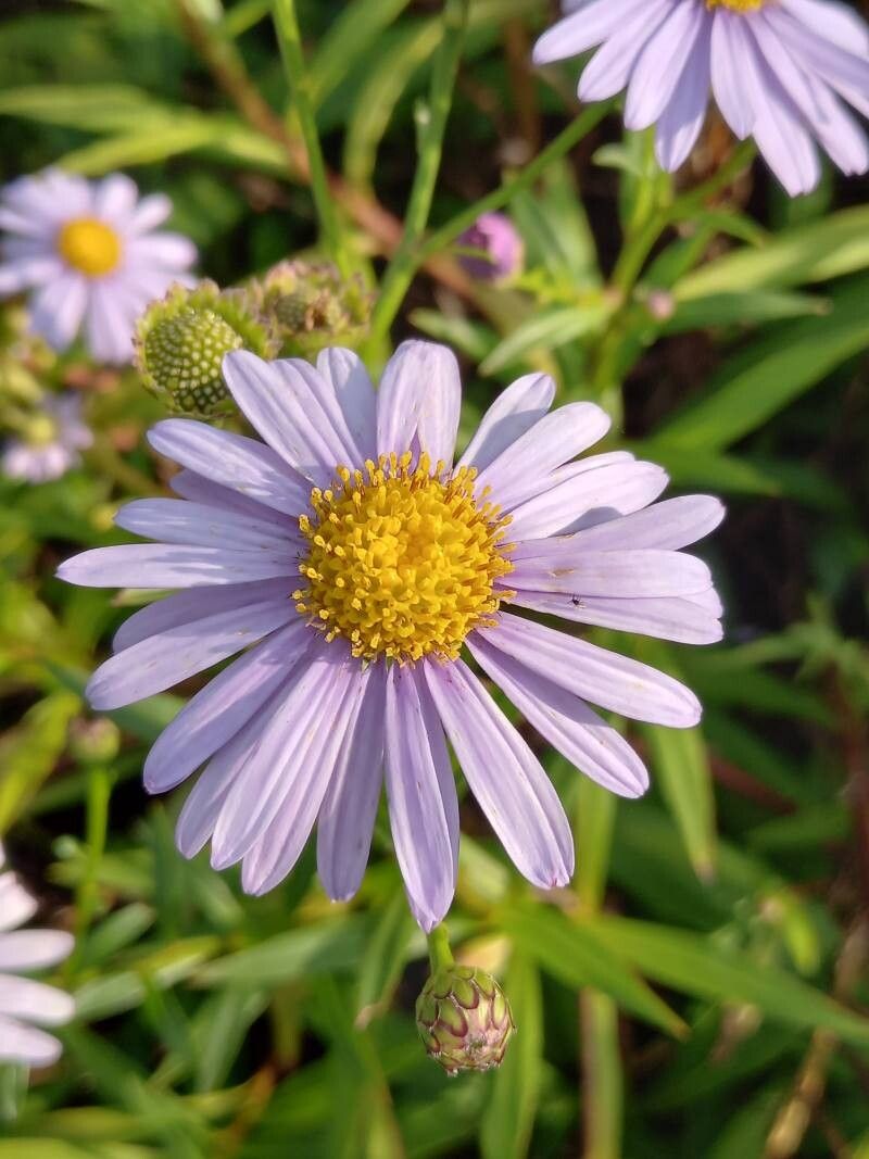 Aster koraiensis flower