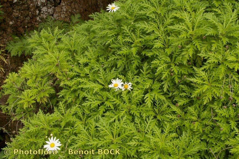 Argyranthemum dissectum habit