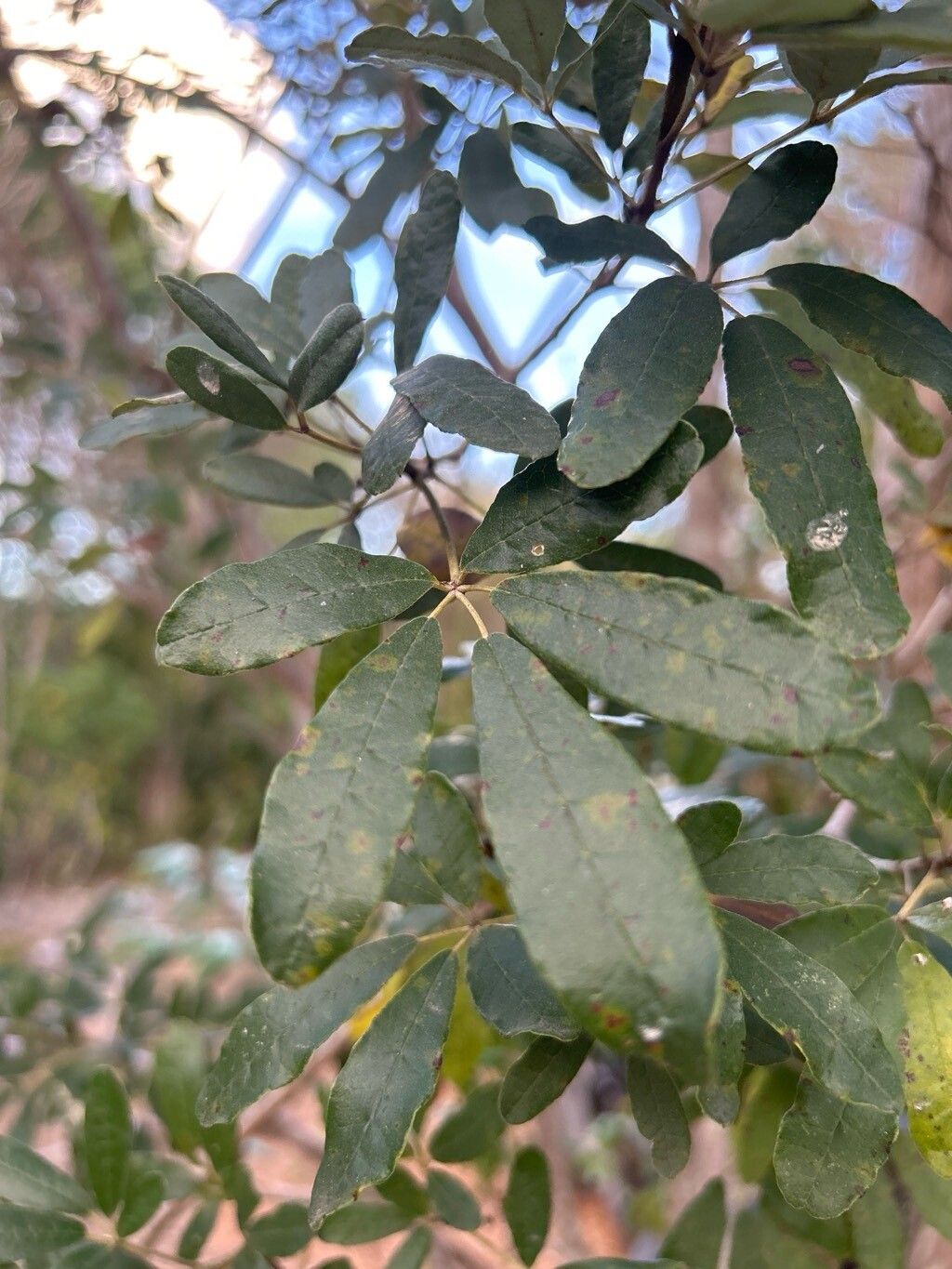 Tabebuia bahamensis leaf