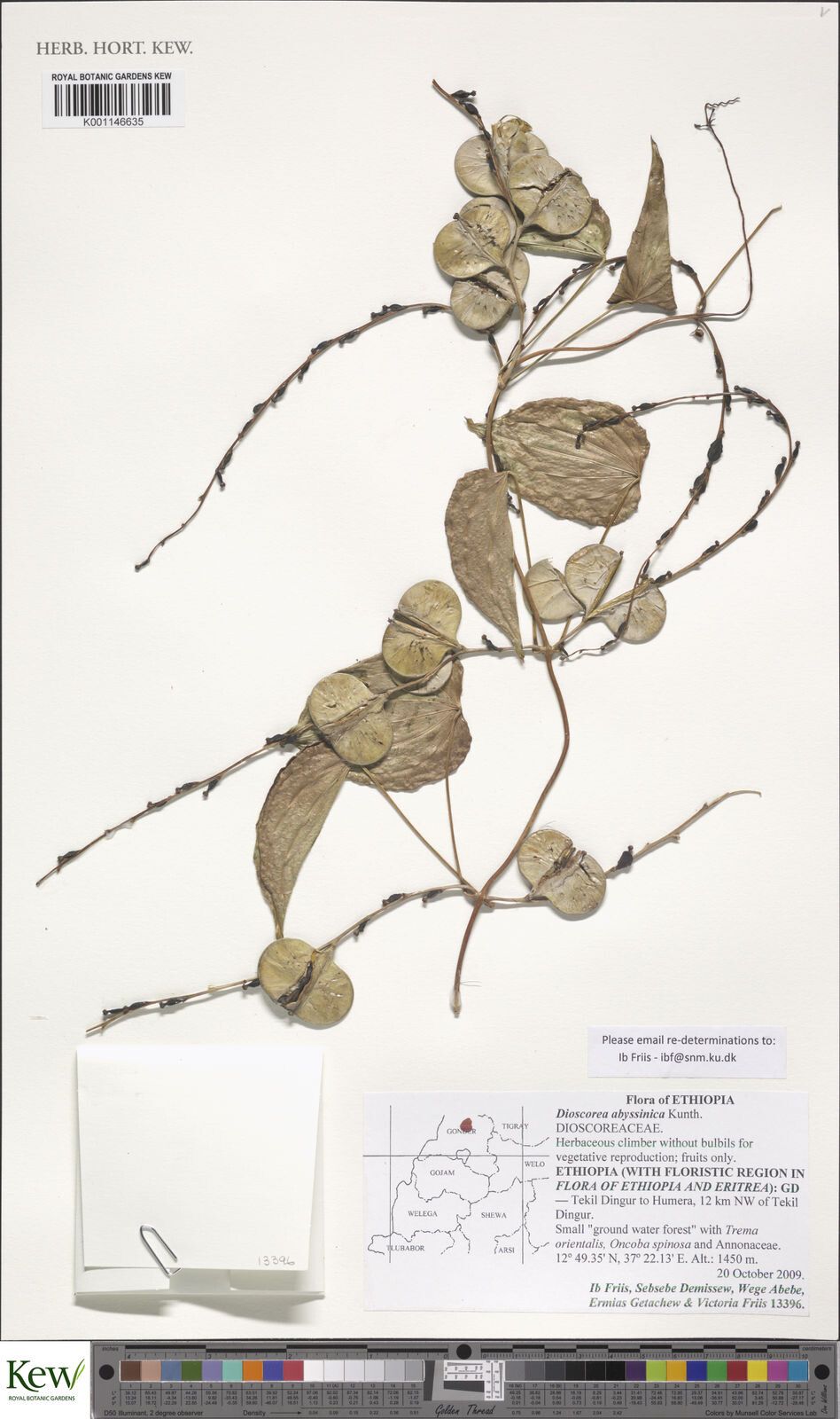 Dioscorea abyssinica — related species from the same genus