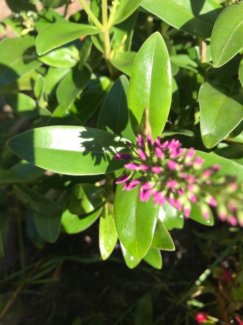 Hebe elliptica flower
