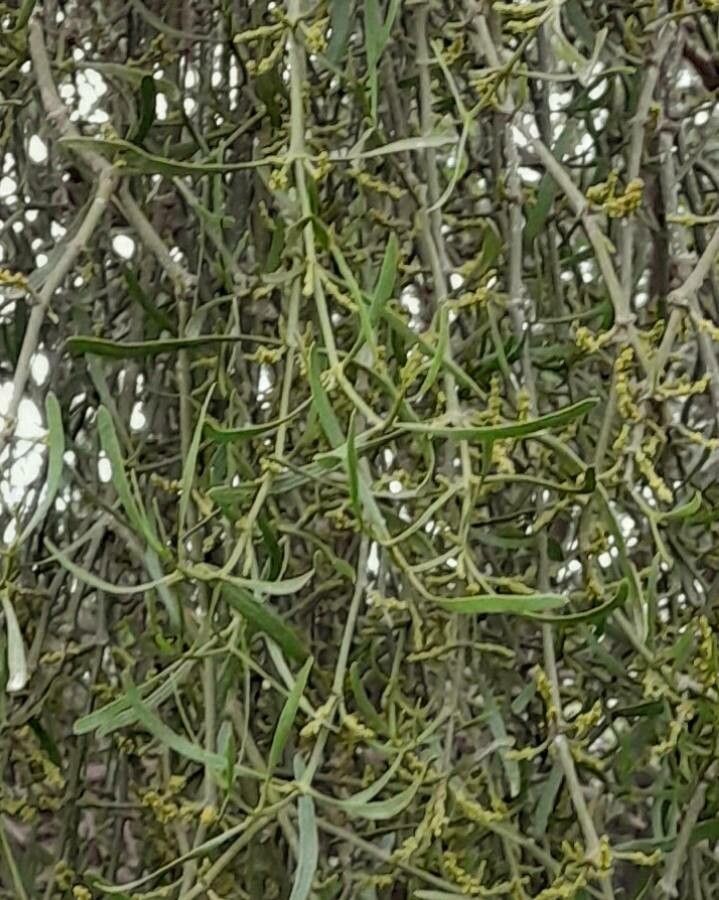 Phoradendron quadrangulare leaf