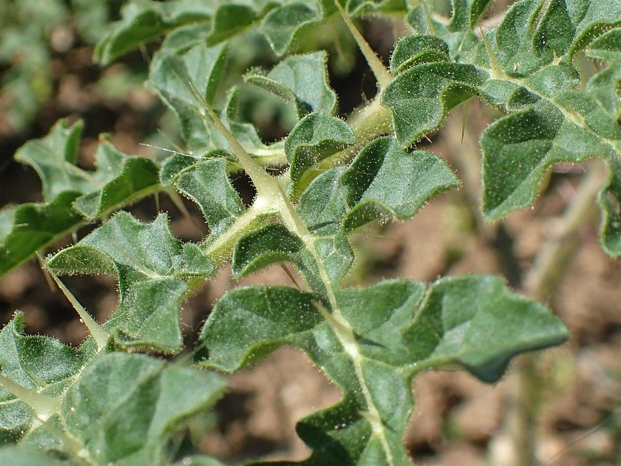 Solanum citrullifolium bark
