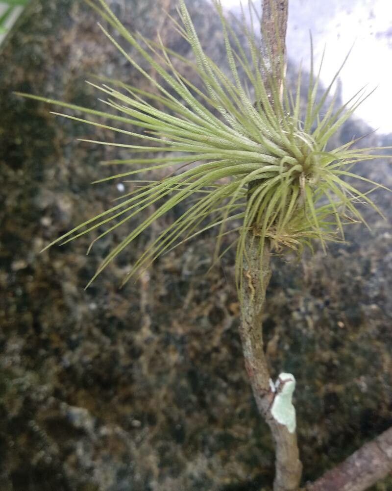 Tillandsia argentea leaf