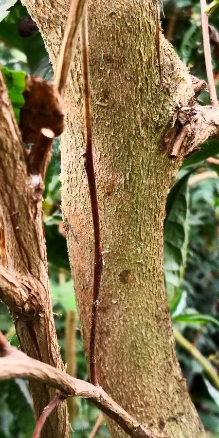 Acacia rostellifera bark